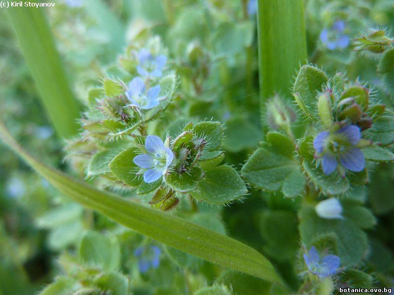 Veronica hederifolia