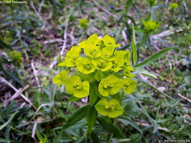 Euphorbia salicifolia