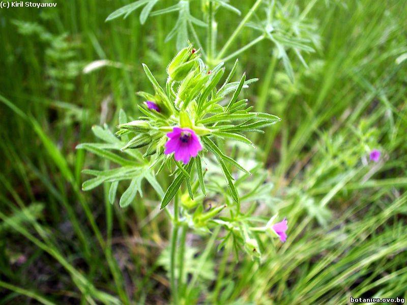 Geranium dissectum