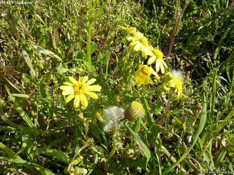 Senecio vernalis