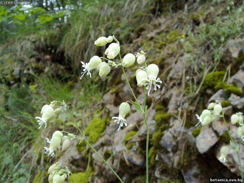 Silene vulgaris