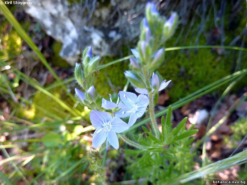 Veronica jacquinii