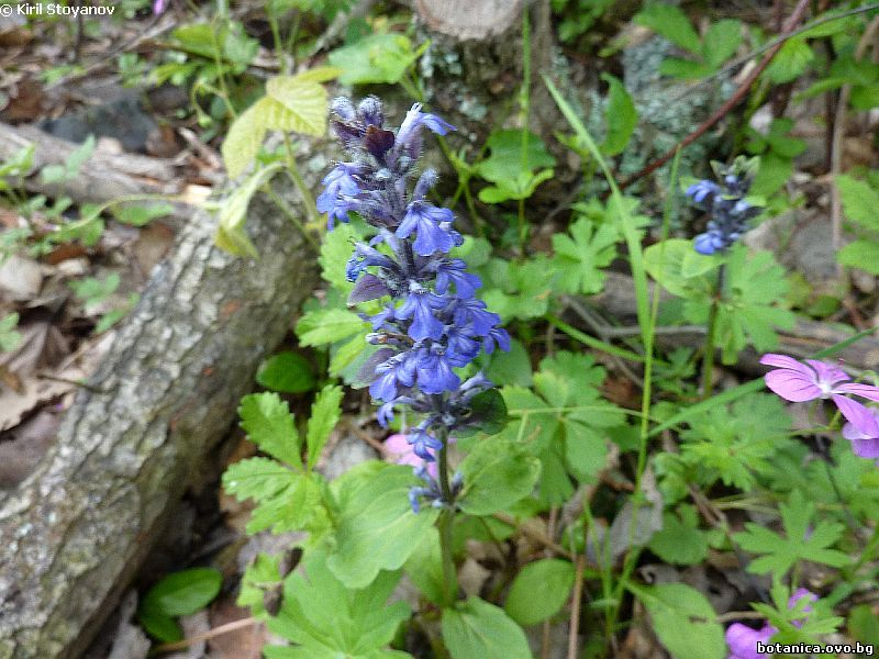 Ajuga reptans