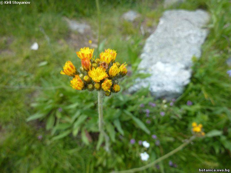 Hieracium aurantiacum