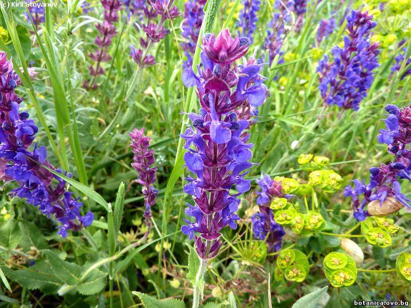 Salvia amplexicaulis