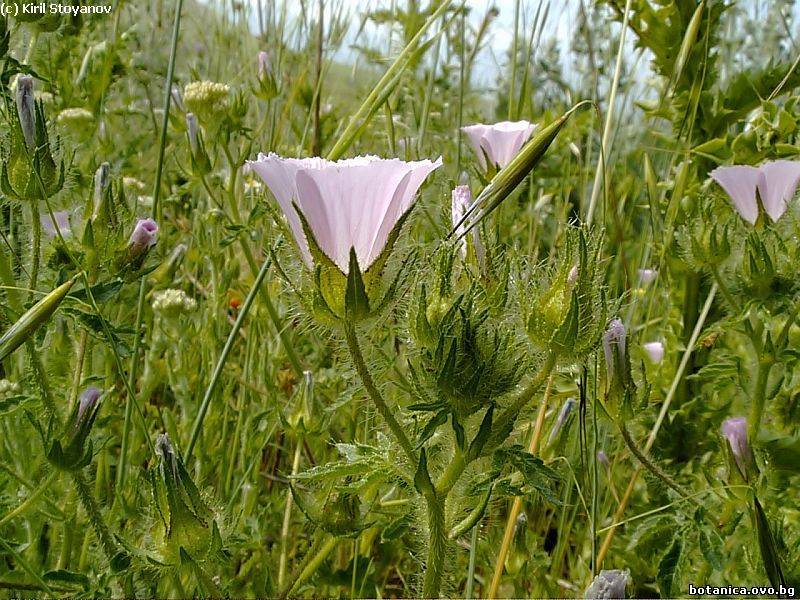 Althaea hirsuta