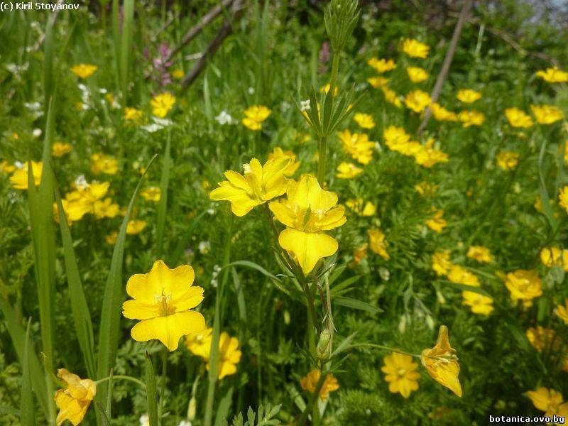 Hypecoum procumbens