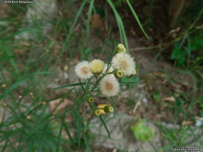 Conyza bonariensis