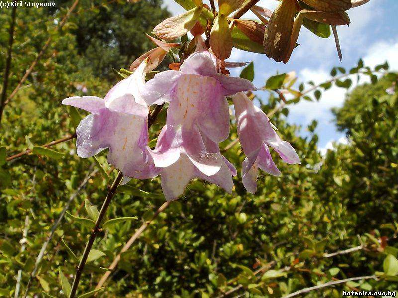 Abelia schumanii