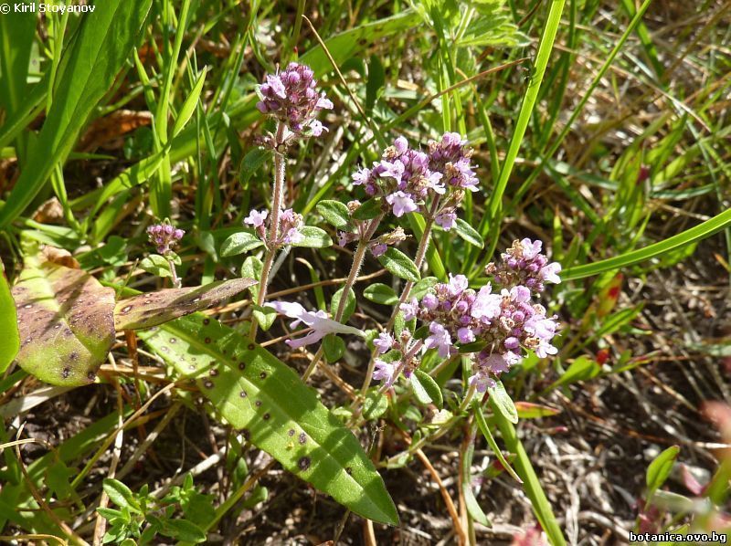 Thymus stojanovii