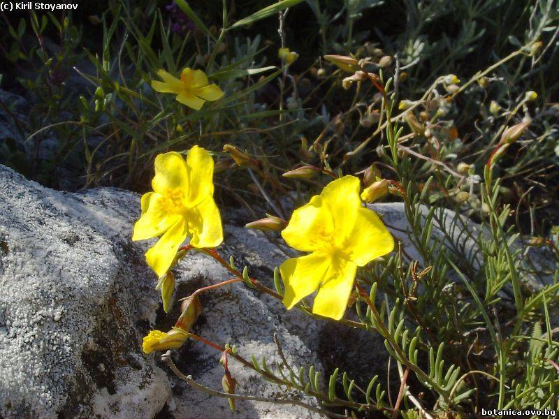 Fumana procumbens