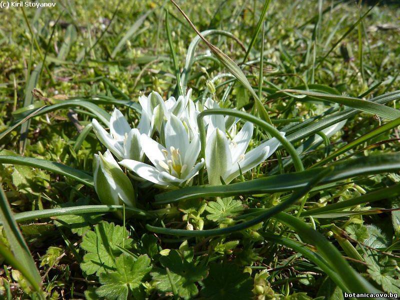 Ornithogalum sibthorpii