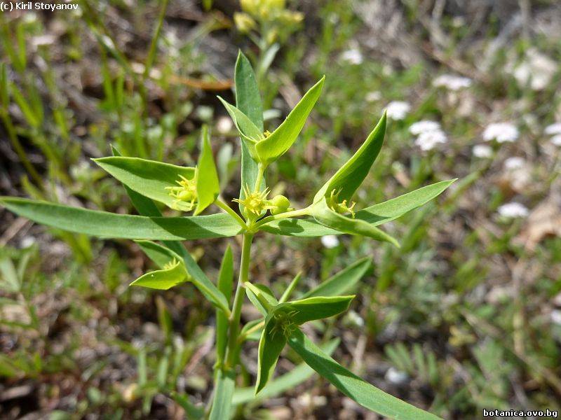 Euphorbia taurinensis