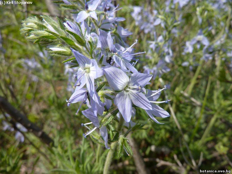 Veronica austriaca