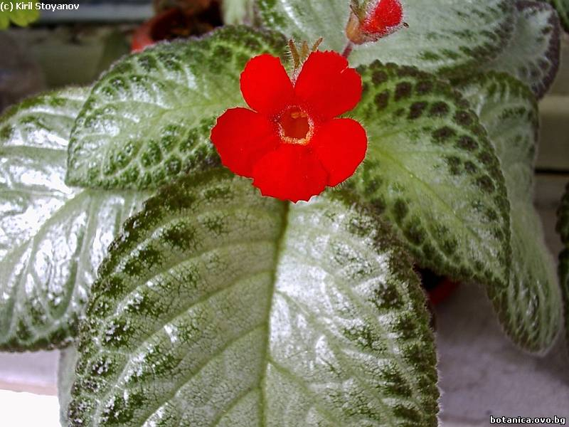 Episcia reptans