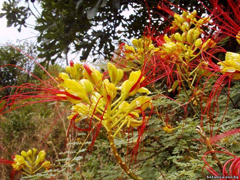 Caesalpinia gillesii