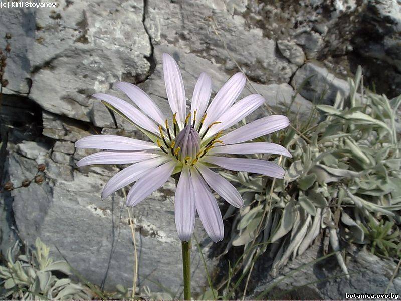 Tragopogon porrifolius