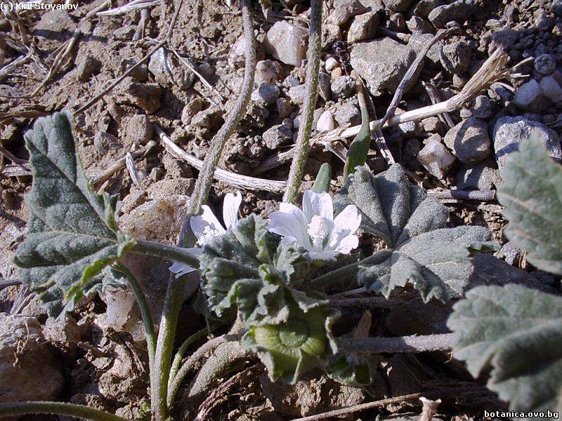 Malva neglecta