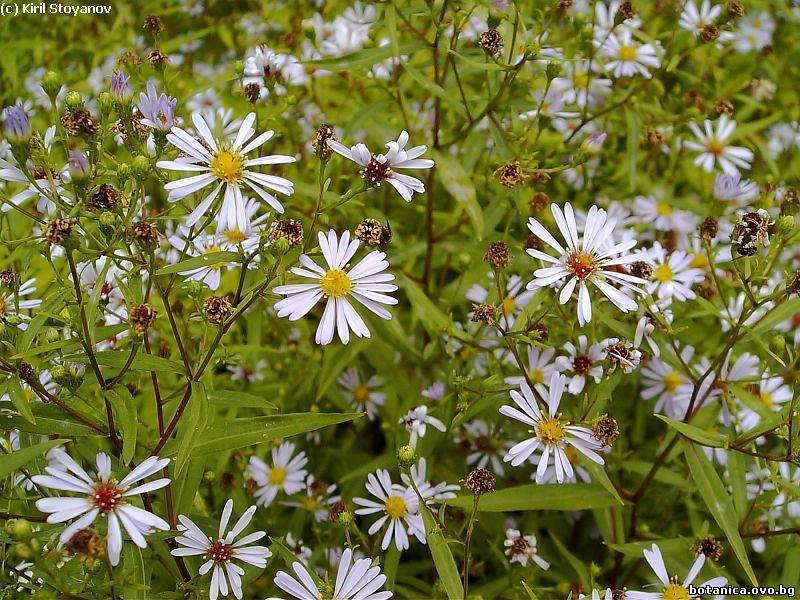 Aster ageratioides