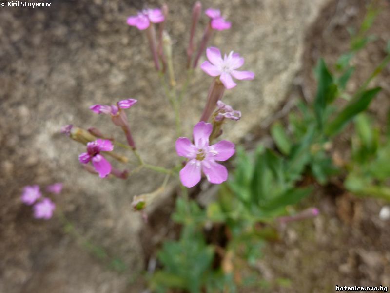 Silene armeria