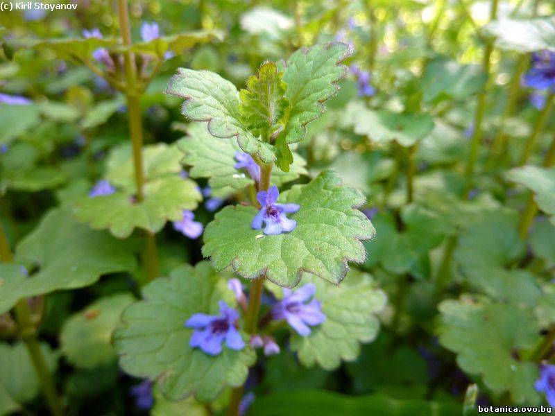 Glechoma hederacea