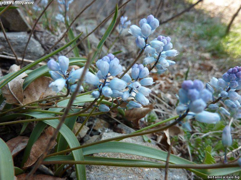 Hyacinthella leucophaea