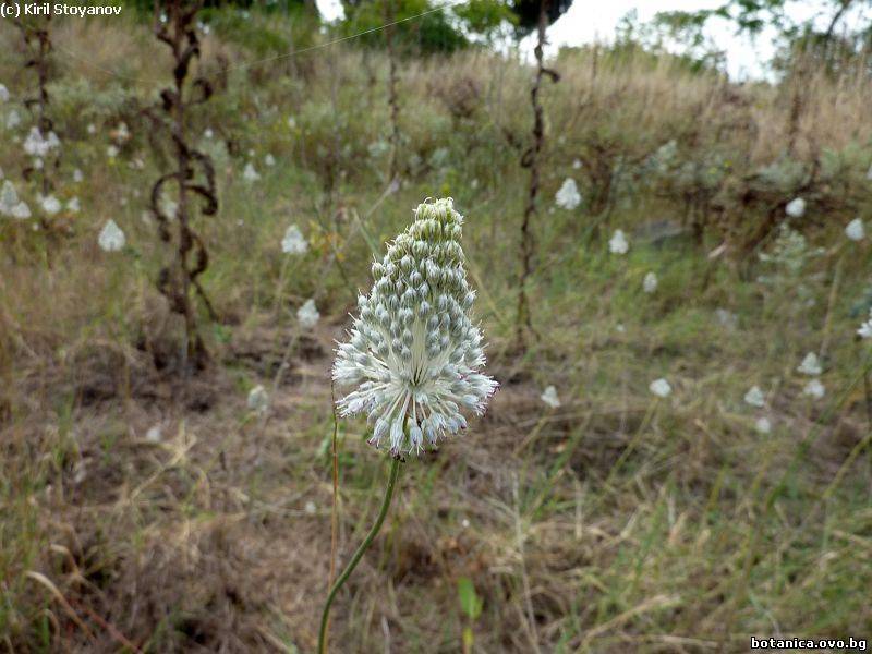 Allium guttatum