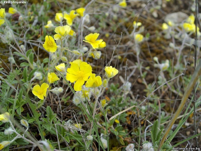 Helianthemum salicifolium