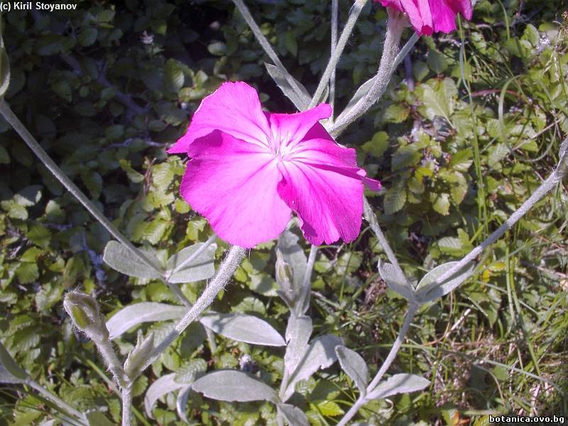 Lychnis coronaria