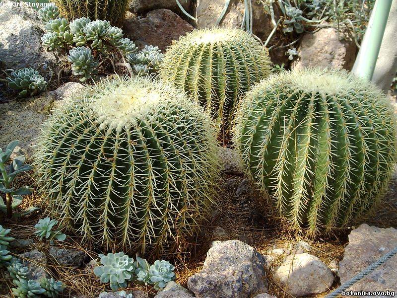 Echinocactus grusonii