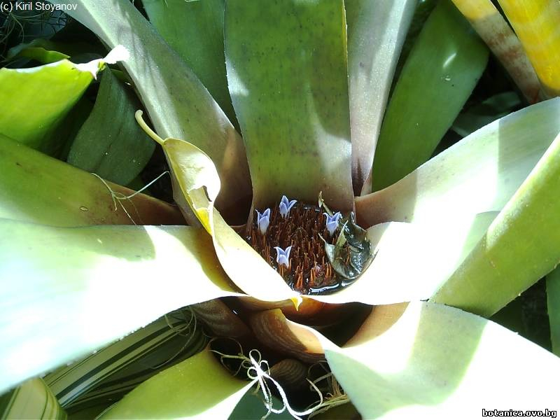 Neoregelia spectabilis