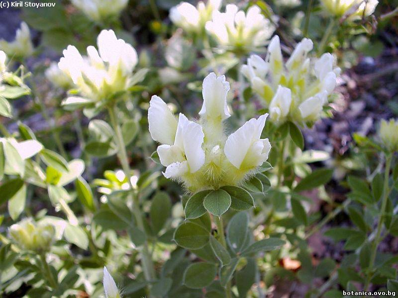 Chamaecytisus albus