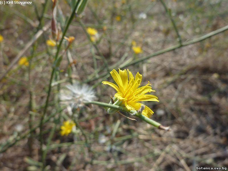 Chondrilla juncea