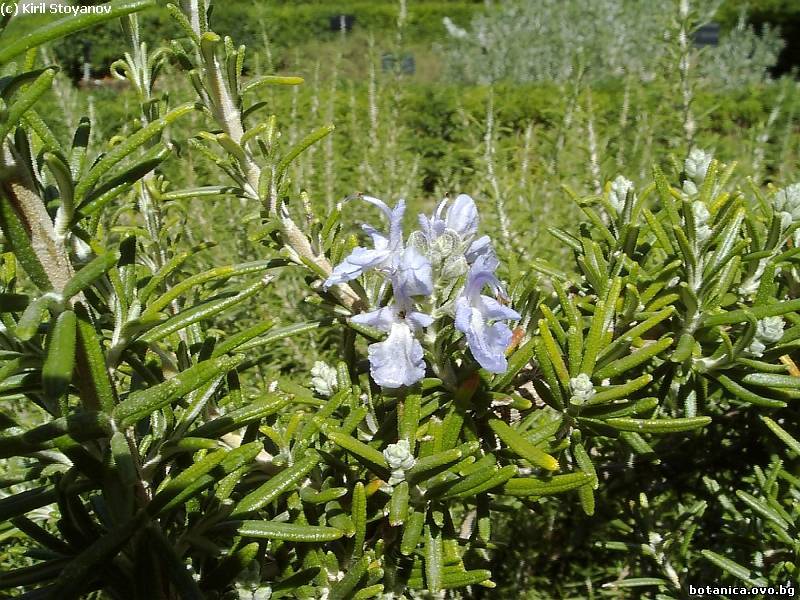 Rosmarinus officinalis