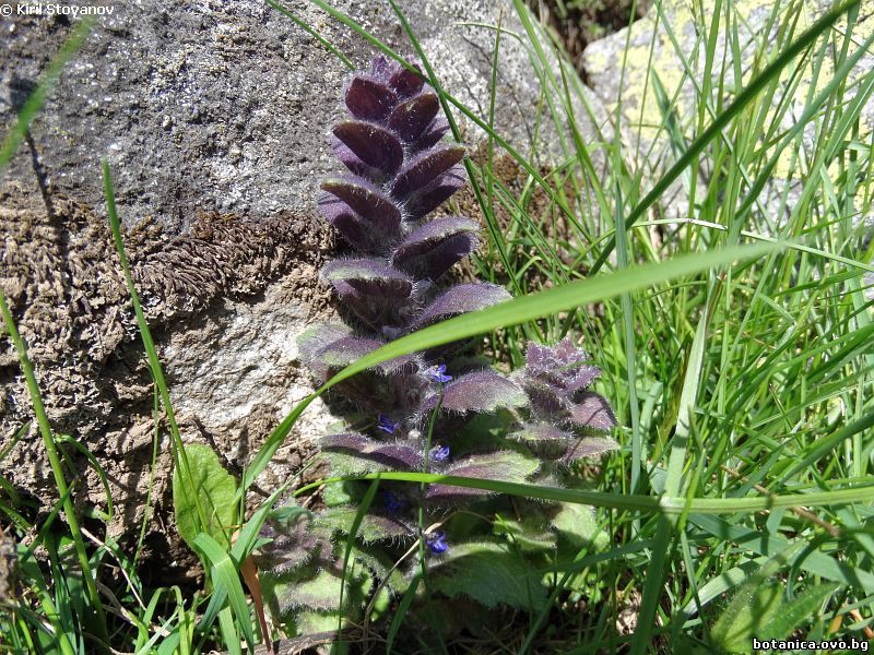 Ajuga pyramidalis