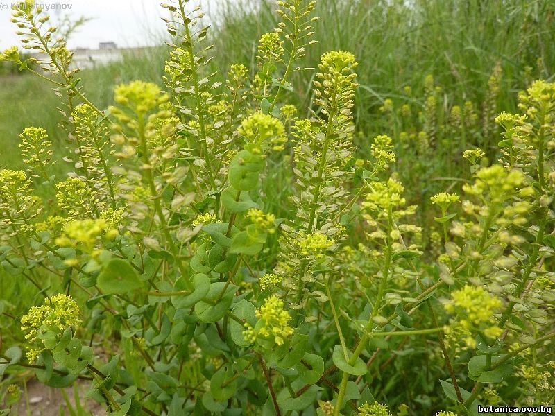 Lepidium perfoliatum