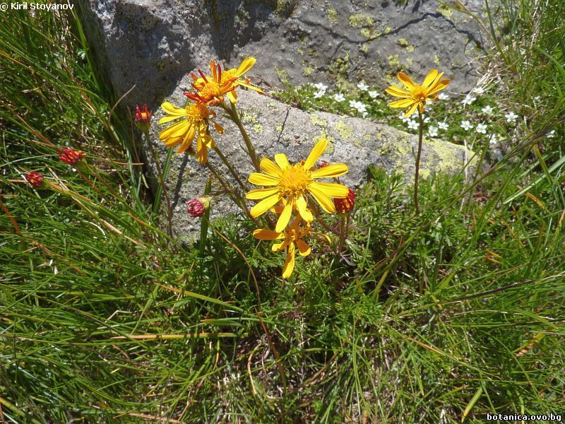 Senecio carpaticus