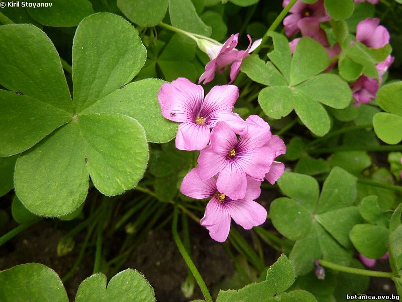 Oxalis purpurea