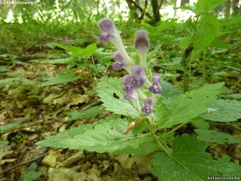 Scutellaria columnae