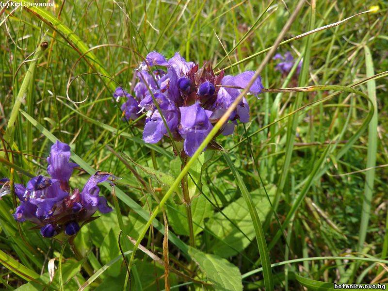 Prunella grandiflora