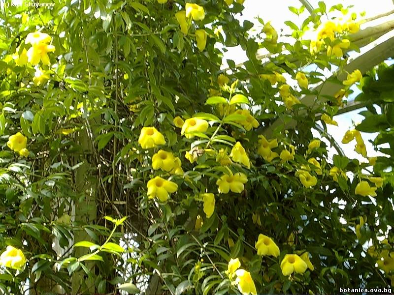 Allamanda cathartica