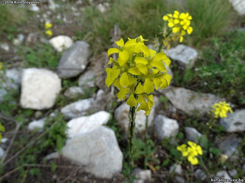 Erysimum cuspidatum