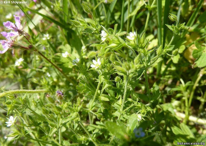 Moehringia trinerva