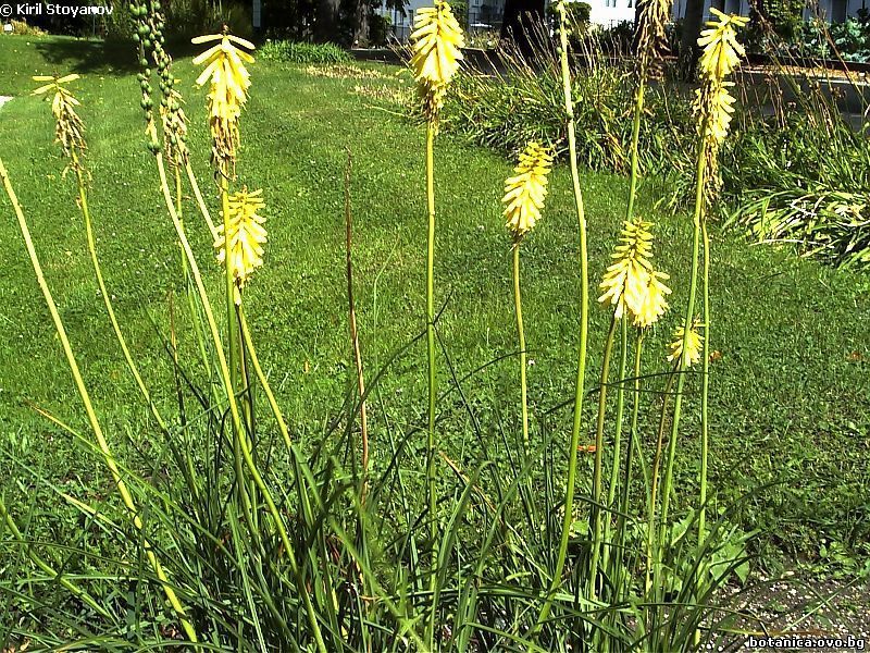 Kniphofia citrina