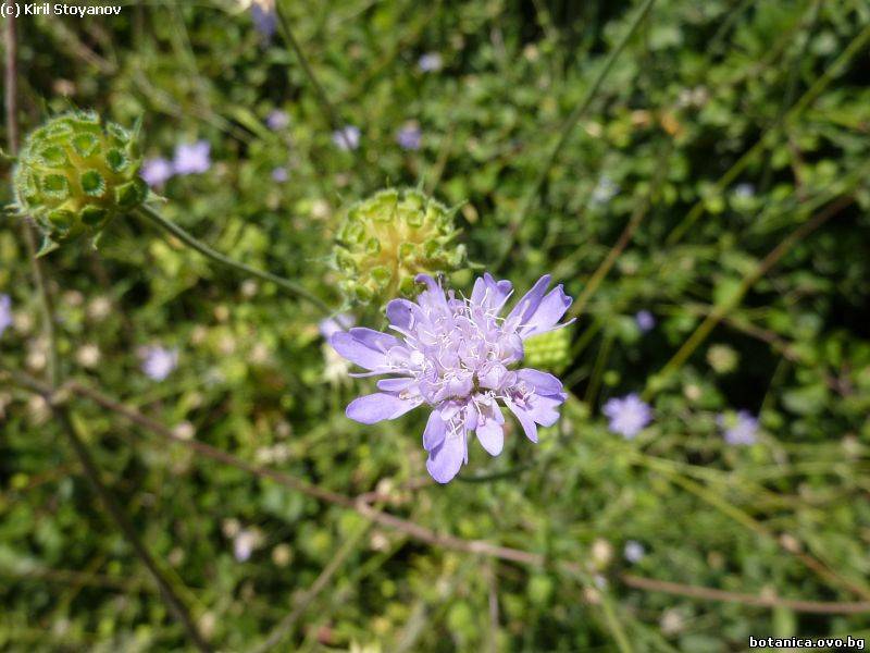 Scabiosa columbaria