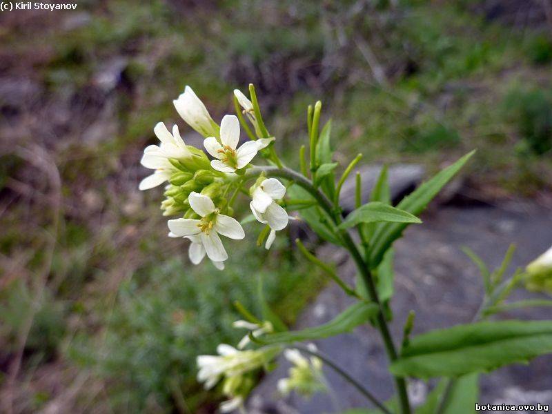 Arabis turrita