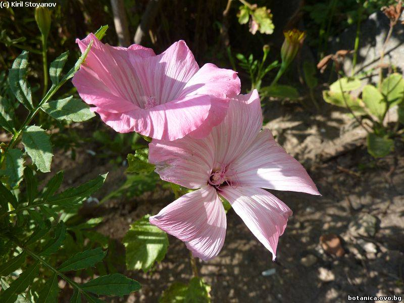 Lavatera thuringiaca