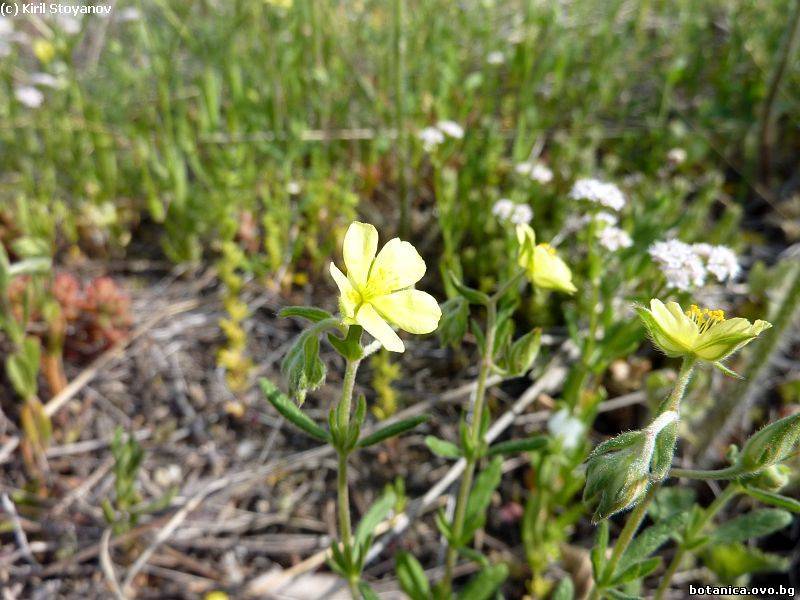 Helianthemum aegyptiacum