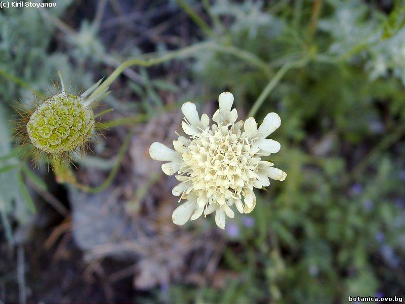 Scabiosa ochroleuca