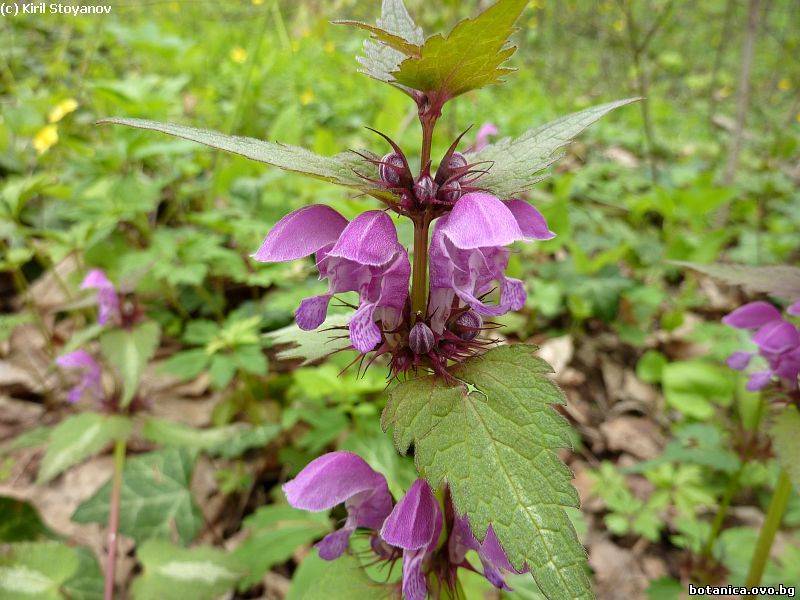 Lamium maculatum